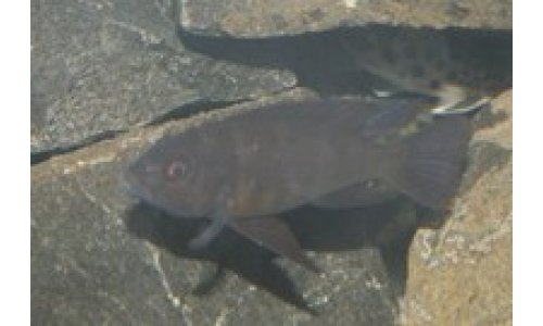 Cichliden